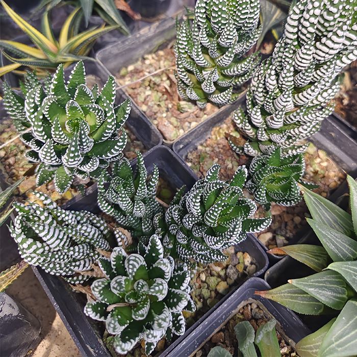 Haworthiopsis Reinwardtii