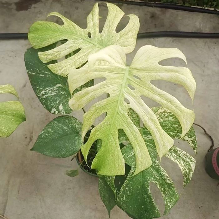 Monstera Devil Monster
