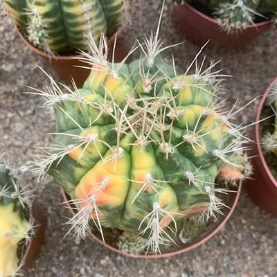 Gymnocalycium anisitsii 변색