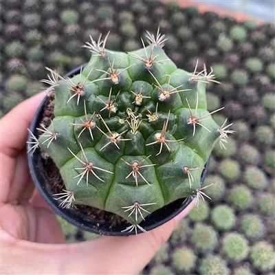 Gymnocalycium anisitsii