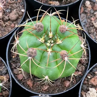 Gymnocalycium chiquitanum