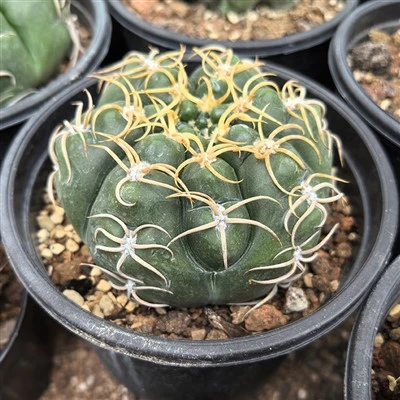 Gymnocalycium denudatum var. 혈관