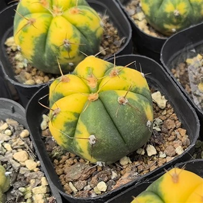 Gymnocalycium Horstii variegata