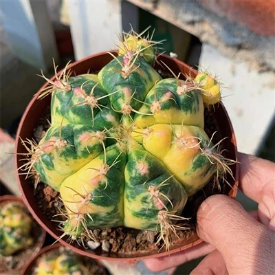 Gymnocalycium paraguayense variegata