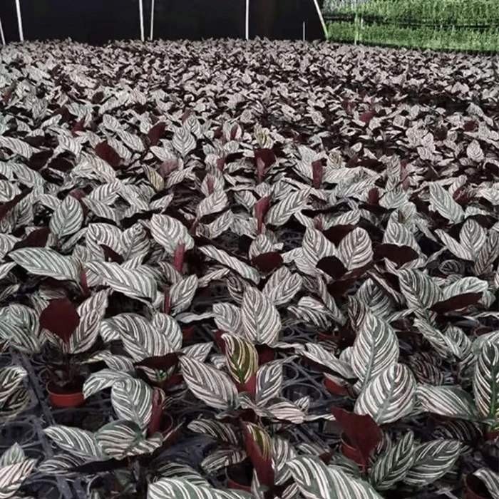 plant with pink stripes