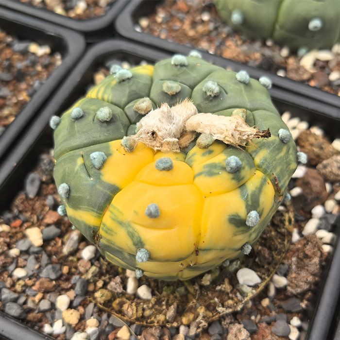 Asphytum Asterias Cv Kikkos 잡색