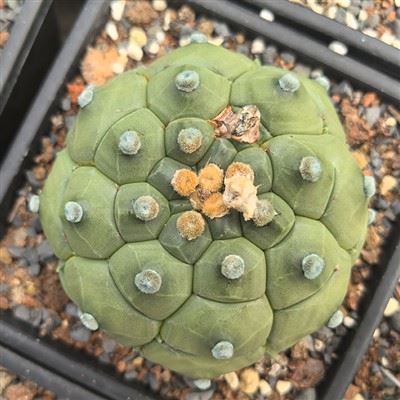 Asphytum Asterias Cv Kikkos 거북이 껍질