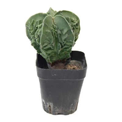 Asphytum Myriostigma Cv 후쿠류
