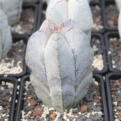 Asphytum Myriostigma Cv 온즈카
