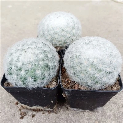선인장 Mammillaria Plumosa