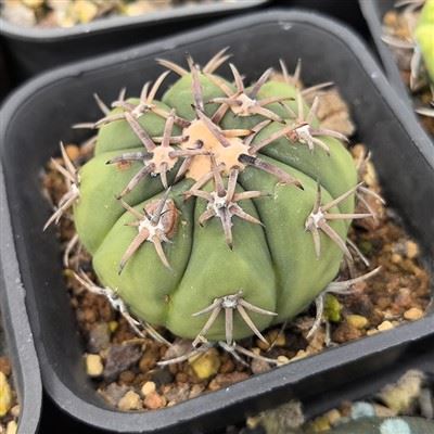 Echinocactus Horizonthalonius 선인장