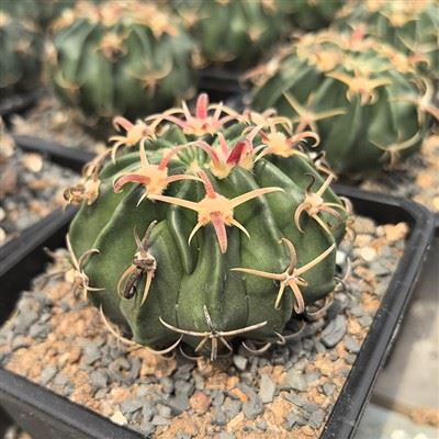 Echinocactus Texensis Cv. 아야나미 쿄우시