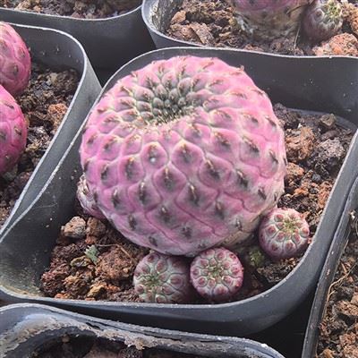 Echinopsis Sanguiniflora 선인장