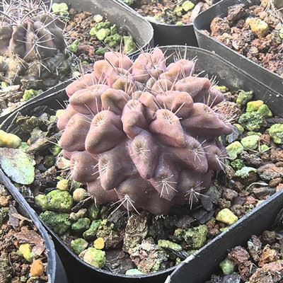 Eriosyce Taltalensis Subsp. 필리스피나