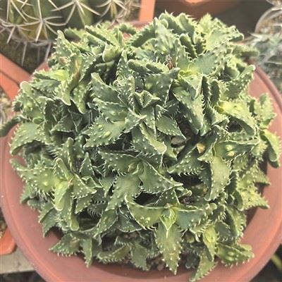 Faucaria Felina Subs Tuberculosa Cv 슈퍼 워티
