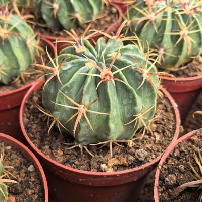 Ferocactus Latispinus 악마의 혀