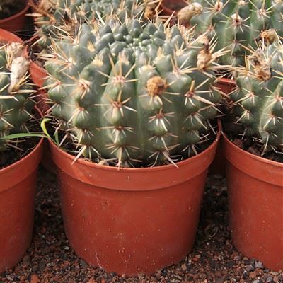 Gymnocalycium Baldianum 선인장