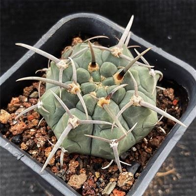 Gymnocalycium Ochoterenae Ssp Vatteri