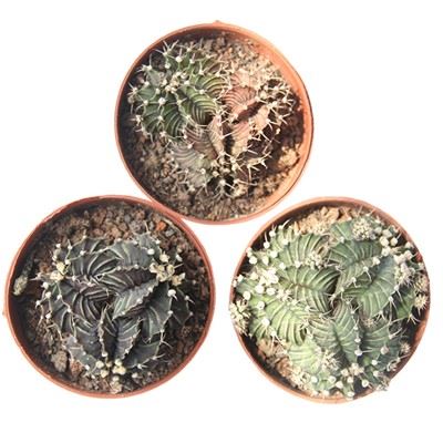 짐노칼리시움 스테노플레우룸(Gymnocalycium Stenopleurum)