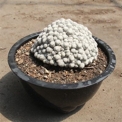 Mammillaria Humboldtii 대규모 클러스터