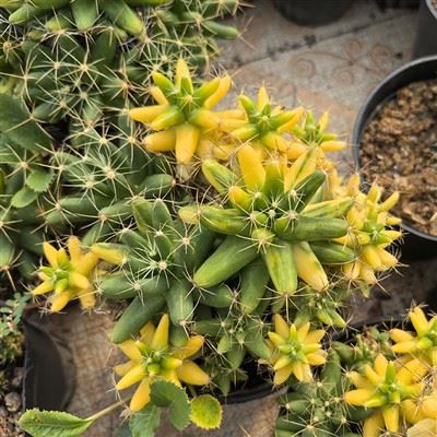 Mammillaria Longimamma 선인장