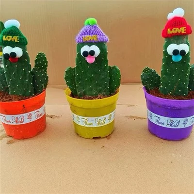 장식이 있는 Opuntia Consolea Rubescens