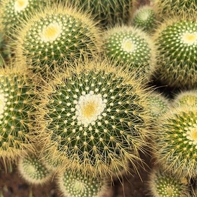 파로디아 슈마니아나