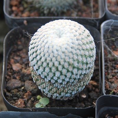 Turbinicarpus Pseudopectinatus
