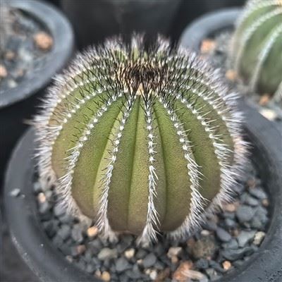 우벨만니아 펙티니페라 변종 프세이도펙티니페라